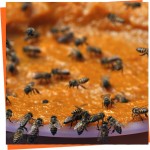 Alimento proteico para abejas